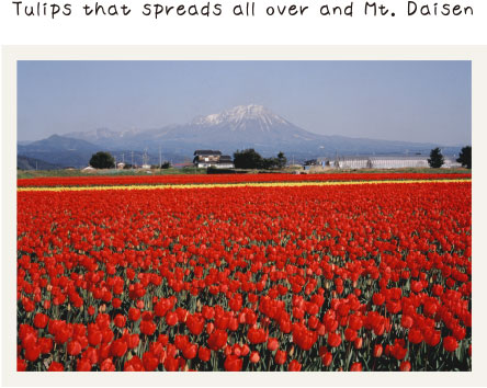 Tulips that spreads all over and Mt. Daisen