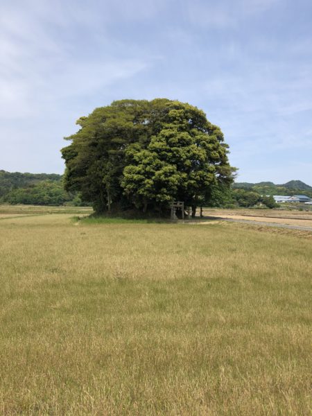 ☆彡南部町に「トトロの森」発見！！