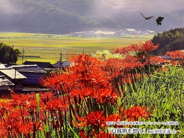 この週末は「彼岸花」に囲まれて