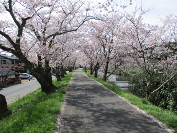 【終了しました】南部町の２０２０さくらまつり情報