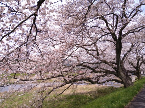 南部町　桜が見頃です🌸