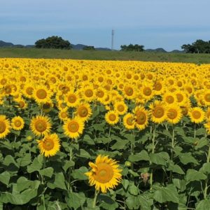 大山を眺める向日葵～ – 大山時間