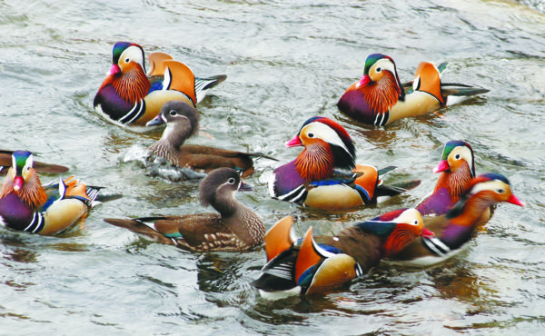 【鳥取県日野町】季節限定の絶景・おしどり今が見ごろ