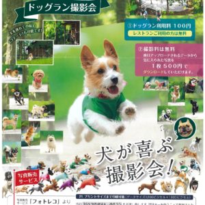 日南町】犬が喜ぶ撮影会！標高600Mの森に囲まれたドッグラン撮影会